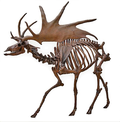 Irish elk